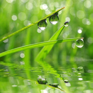 gras300x300 gras300x300